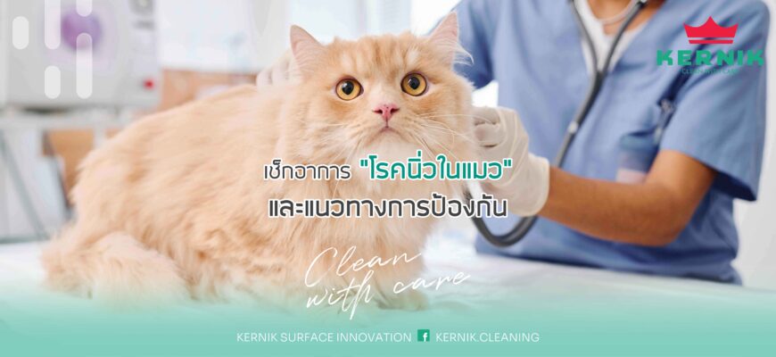 เช็กลิสต์อาการ “โรคนิ่วในแมว”  และแนวทางการป้องกัน