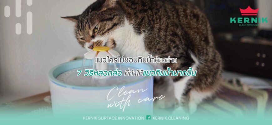 แมวใครไม่ชอบกินน้ำต้องอ่าน 7 วิธีหลอกล่อ ที่ทำให้แมวกินน้ำมากขึ้น